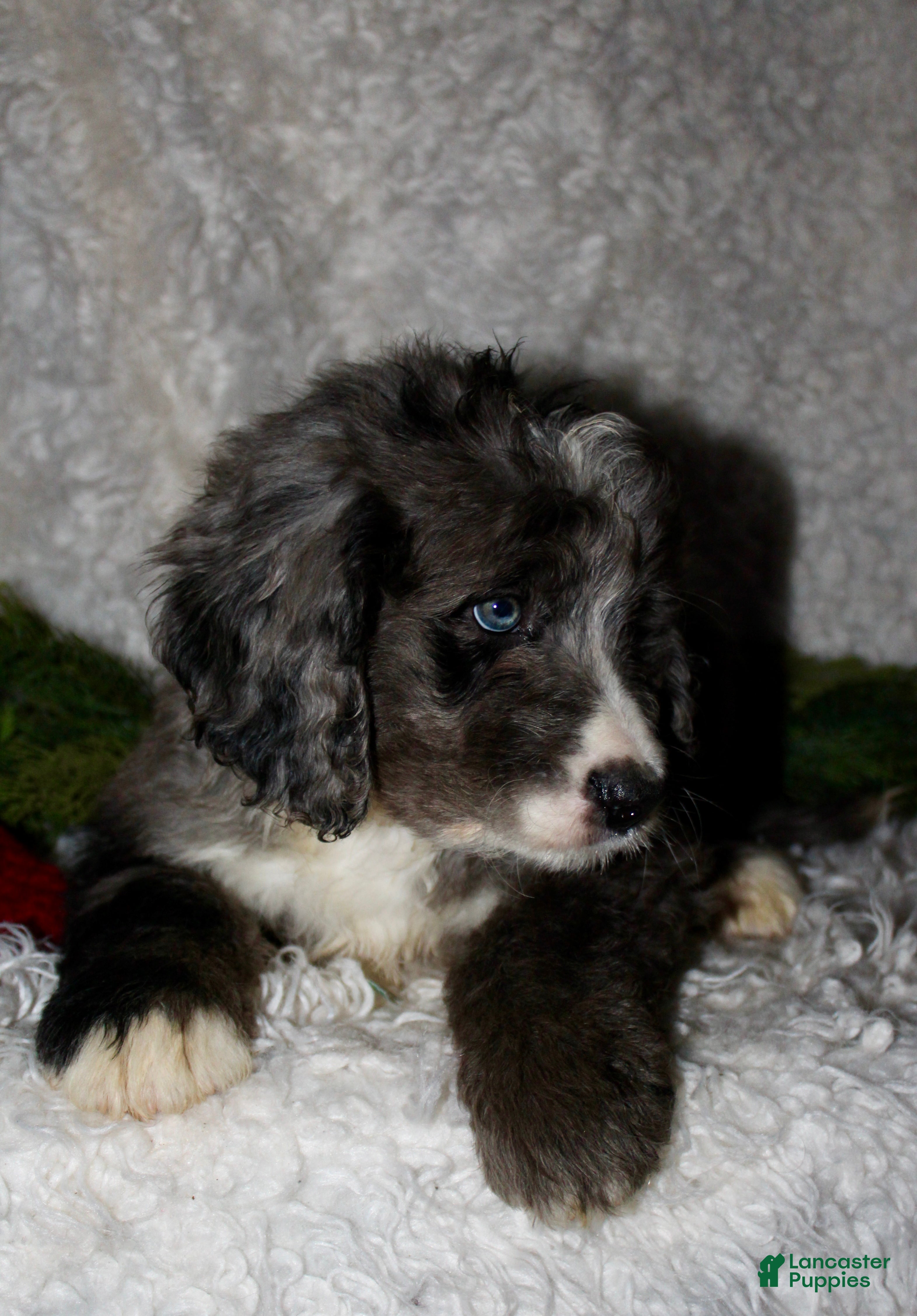 Bernedoodle dogs Buddy - Ad 40
