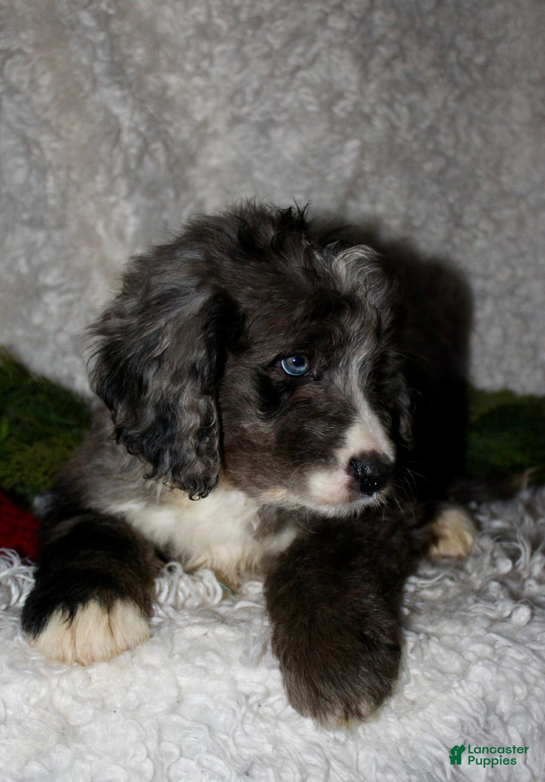 Bernedoodle dogs for sale: Buddy - Ad 1
