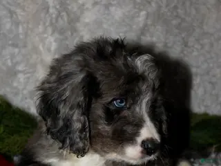 Bernedoodle dogs Buddy - Ad 37