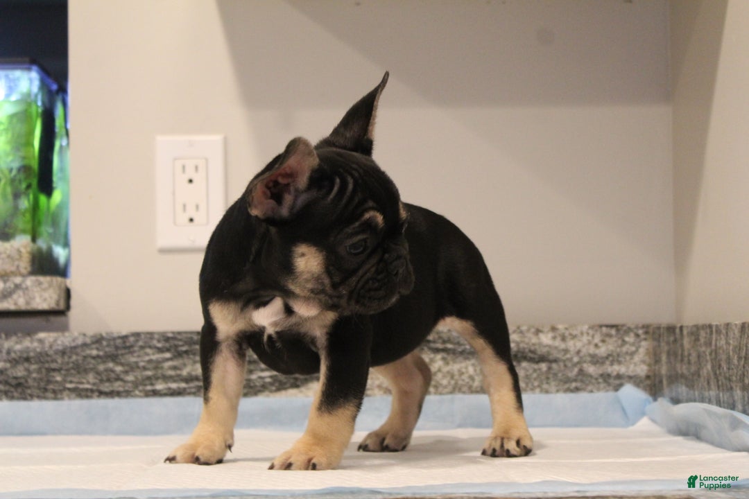 French Bulldog dogs for sale: Kiwi - Ad 2