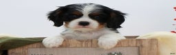 Cavalier King Charles Spaniel dogs for sale: Kye - Ad 14