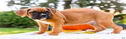 Boxer dogs for sale: Oscar Boxer - Ad 4