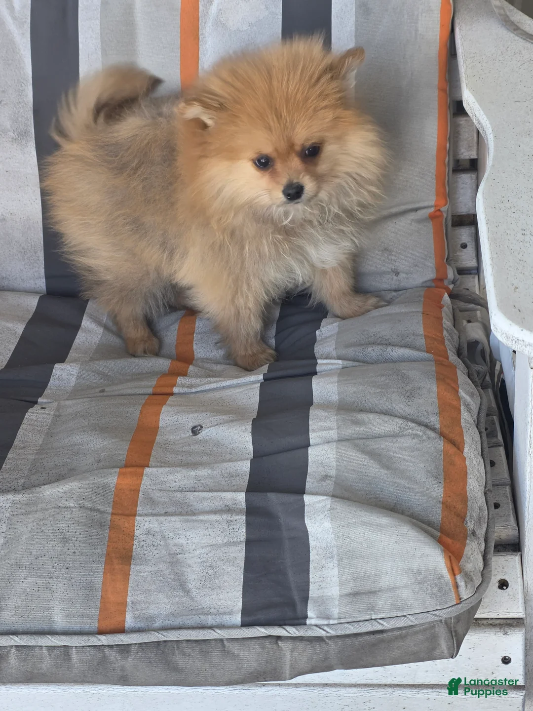 Pomeranian dogs for sale: Pete - Ad 1