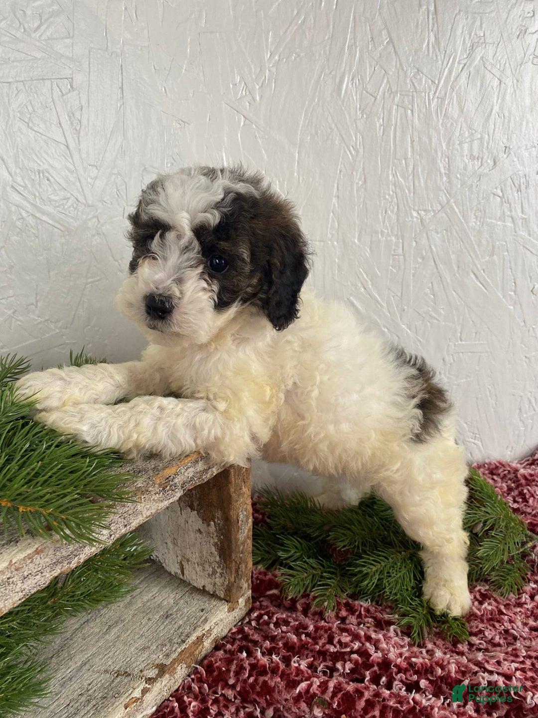 Cockapoo dogs for sale: Hunter - Ad 11