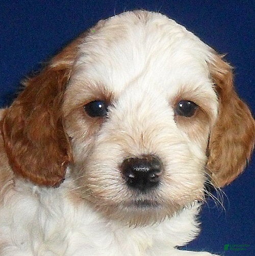 Cockapoo dogs Ollie - Ad 2