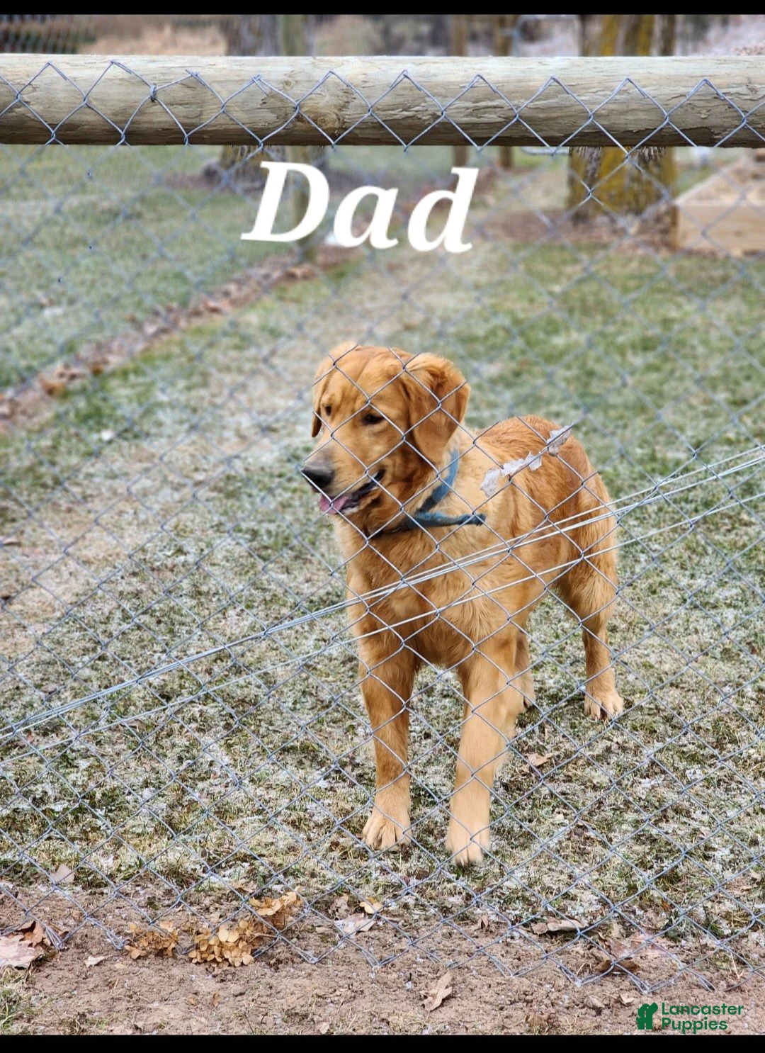 Golden Retriever dogs for sale: Glory - Ad 4