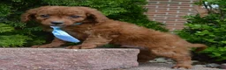 Cavapoo dogs for sale: Caesar - Ad 12