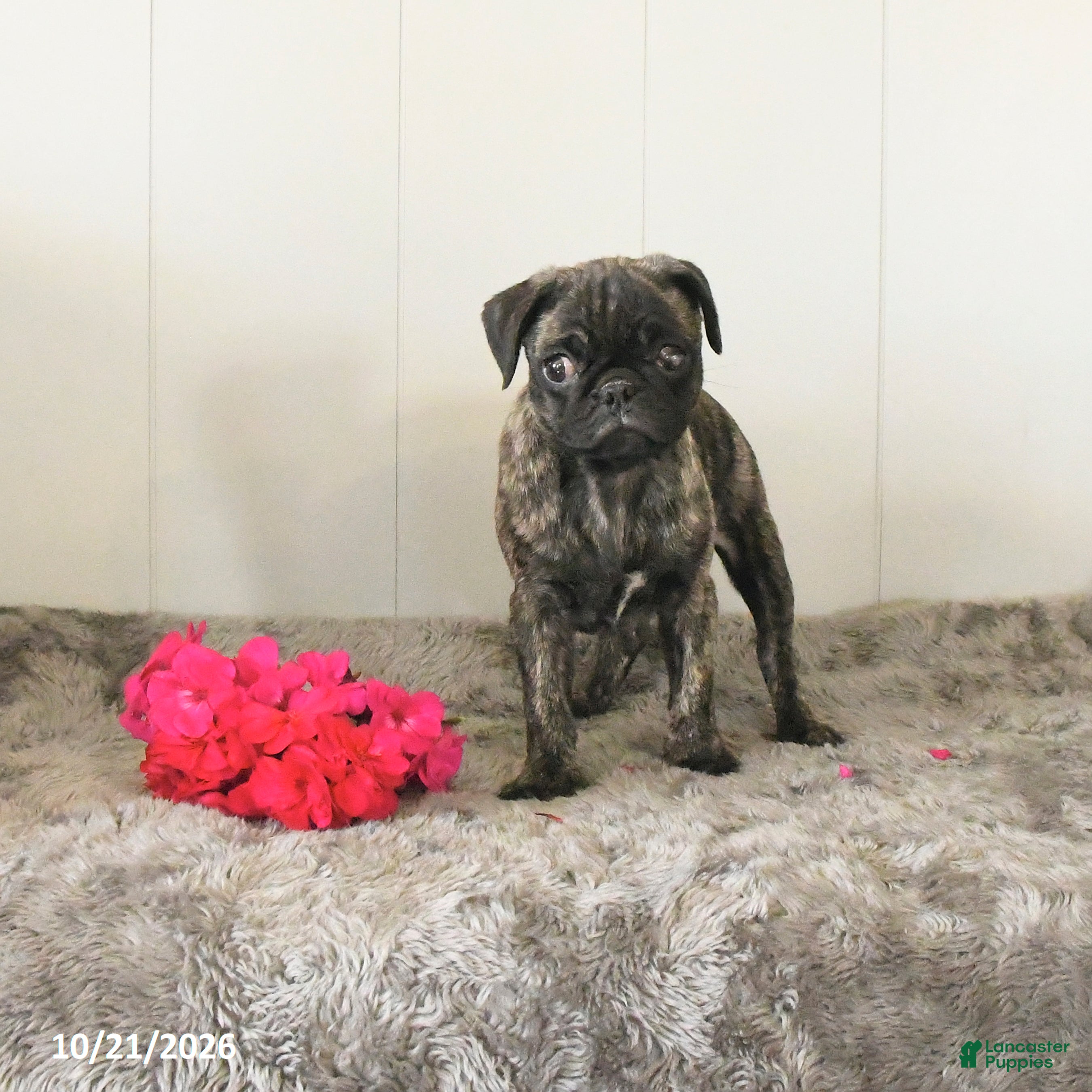 Pug dogs Midnight - Ad 1
