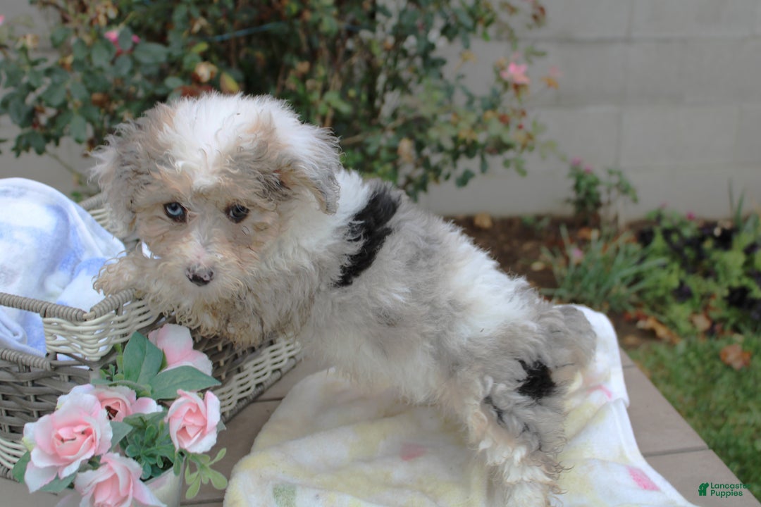 Mini Aussiedoodle dogs for sale: Aussie-doodle Puppy 4 benny - Ad 1