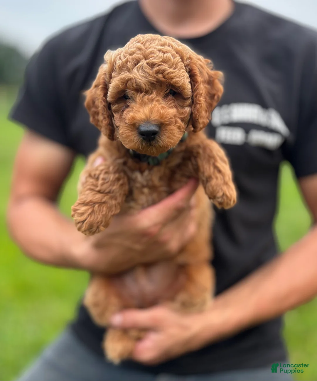 Mini Goldendoodle dogs for sale: Finn - Ad 1
