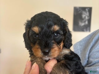 Cavapoo dogs - Ad 12