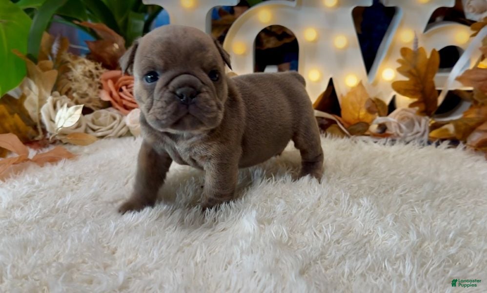 English Bulldog dogs Blue Fawn n tan brindle gen health tested CLEAR - Ad 1