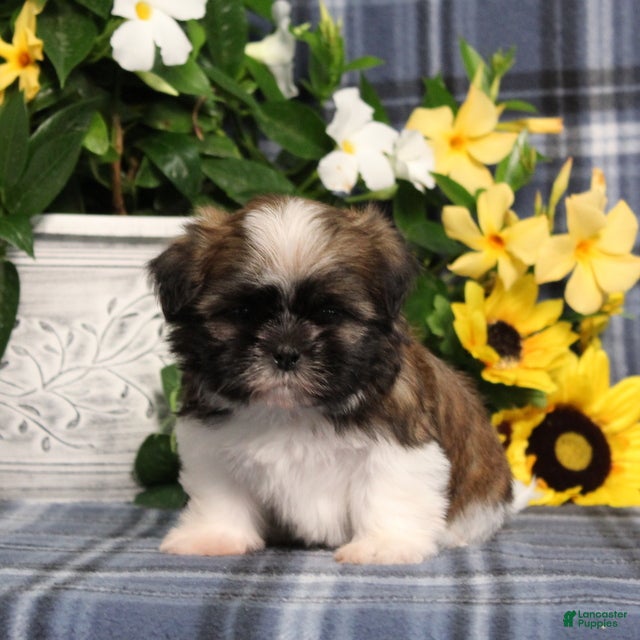 Shih Tzu dogs Taco - Ad 1