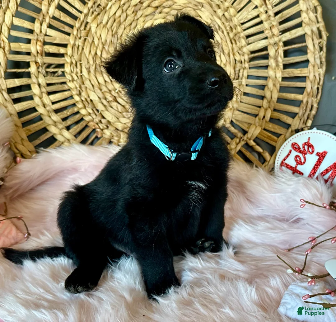 German Shepherd dogs for sale: Clover - Ad 9