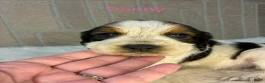 Penny
