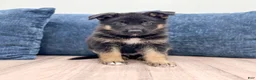 German Shepherd dogs for sale: Jerry - Ad 1