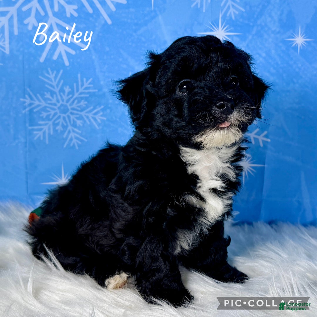 Yorkiepoo dogs for sale: Bailey - Ad 1