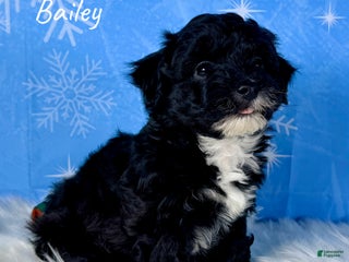 Yorkiepoo dogs Bailey - Ad 12