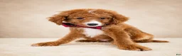Mini Goldendoodle dogs for sale: Scout – Petite Mini Goldendoodle – Special $895 - Ad 4