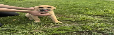 German Shepherd Puppy 3 Cory