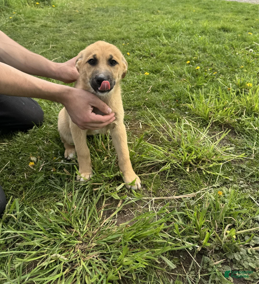 German Shepherd dogs for sale: German Shepherd Puppy 3 Cory - Ad 1
