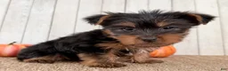 Yorkshire Terrier dogs for sale: Sugar Female AKC Yorkshire Terrier - Ad 9