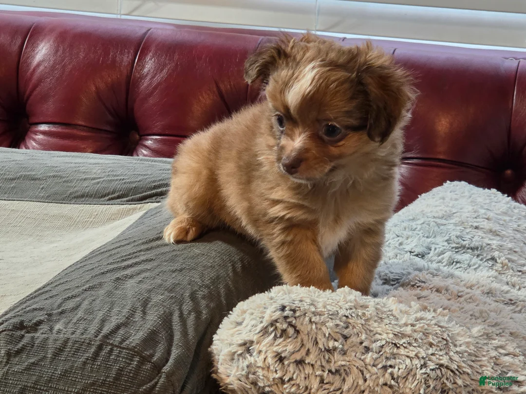 Chihuahua dogs for sale: GeGe - Ad 3