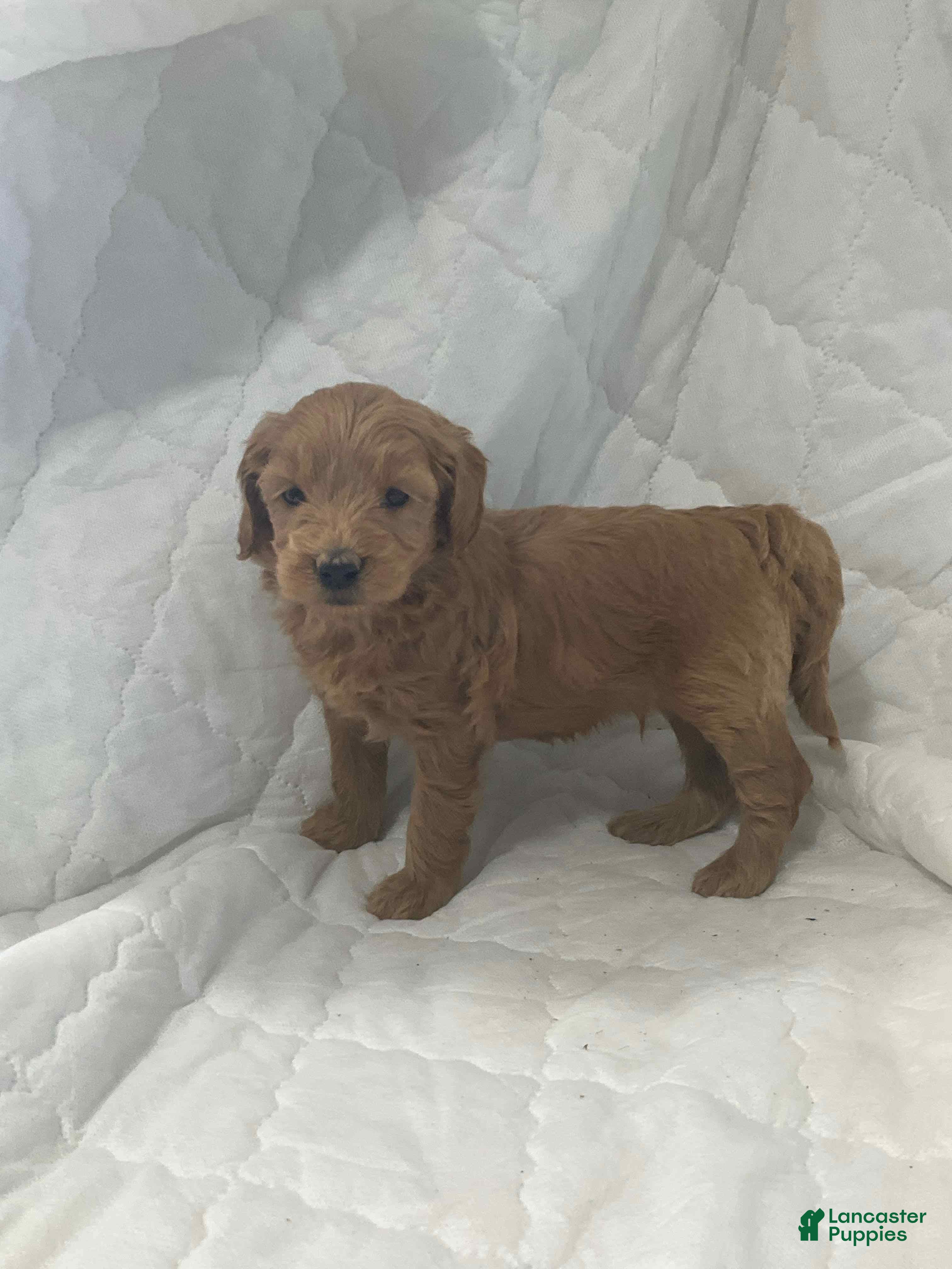 Mini Goldendoodle dogs Bruno - Ad 2