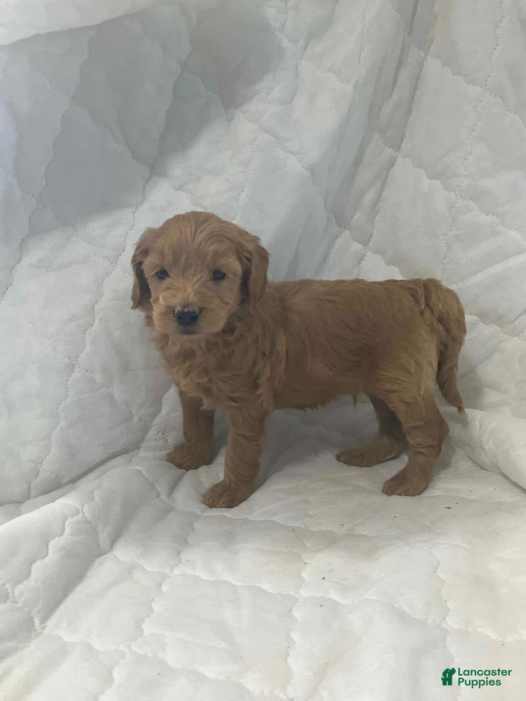Mini Goldendoodle dogs for sale: Bruno - Ad 2