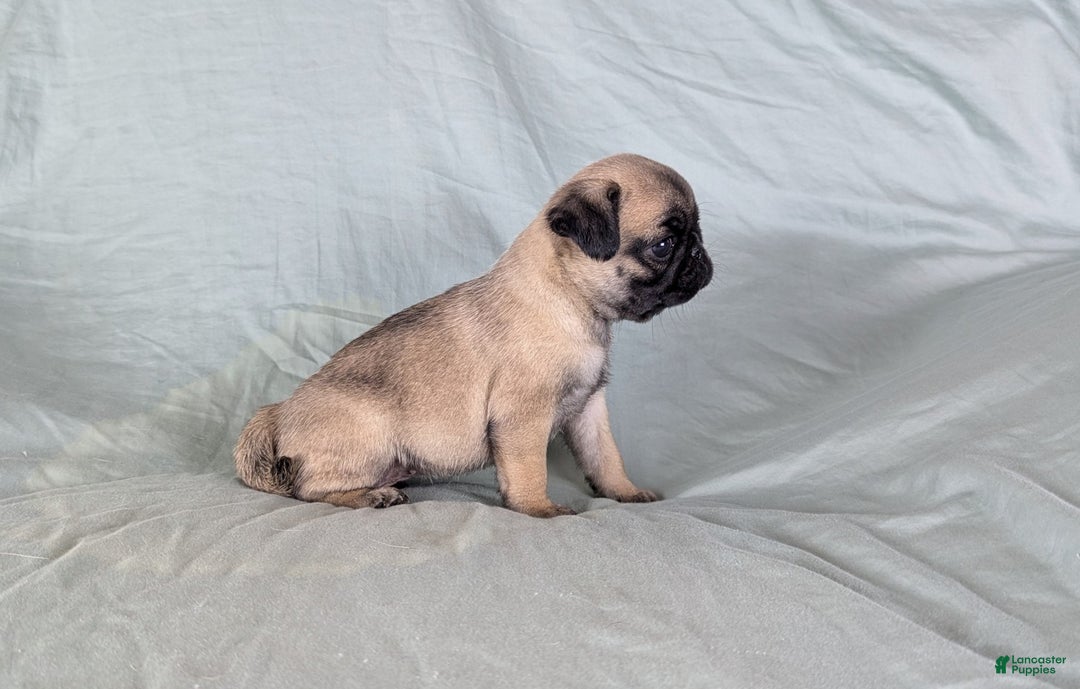 Pug dogs for sale: Luna - Ad 3
