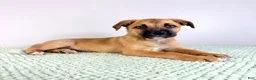 Mixed Breed dogs for sale: Diesel - Ad 3