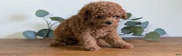 Cavapoo dogs for sale: Echo - Ad 6