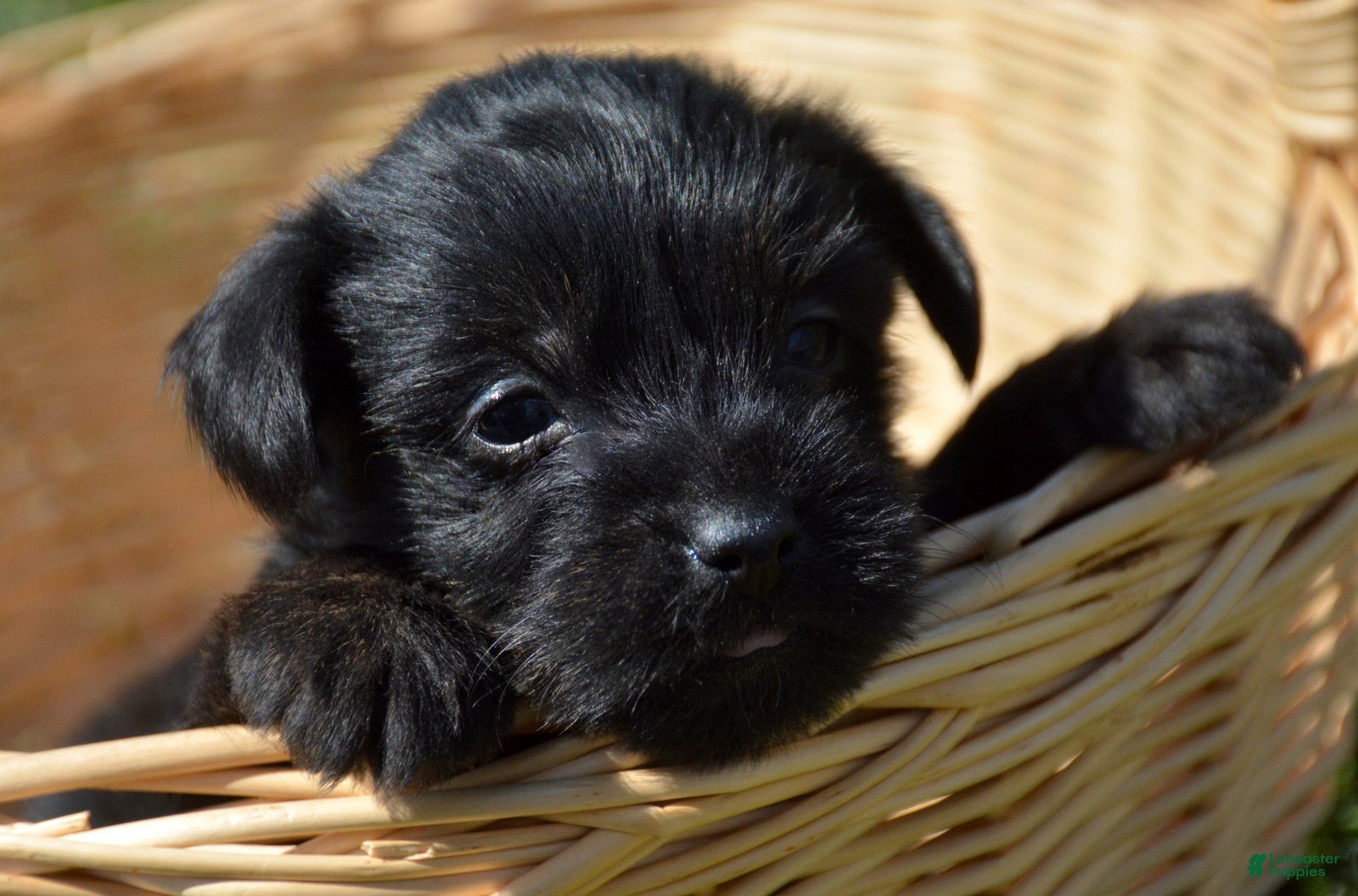Yorkiepoo dogs Yorkiepoo Penny - Ad 27