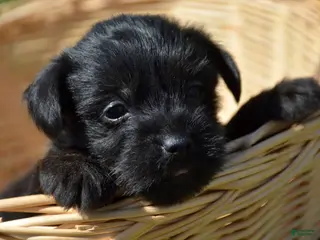 Yorkiepoo dogs Yorkiepoo Penny - Ad 27