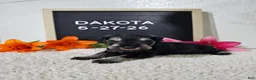 Miniature Schnauzer dogs for sale: Dakota - Ad 7