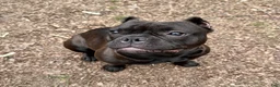 American Bully dogs for sale: American Bully 1 - Ad 3