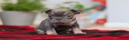 Frenchton dogs for sale: Lilac - Ad 8
