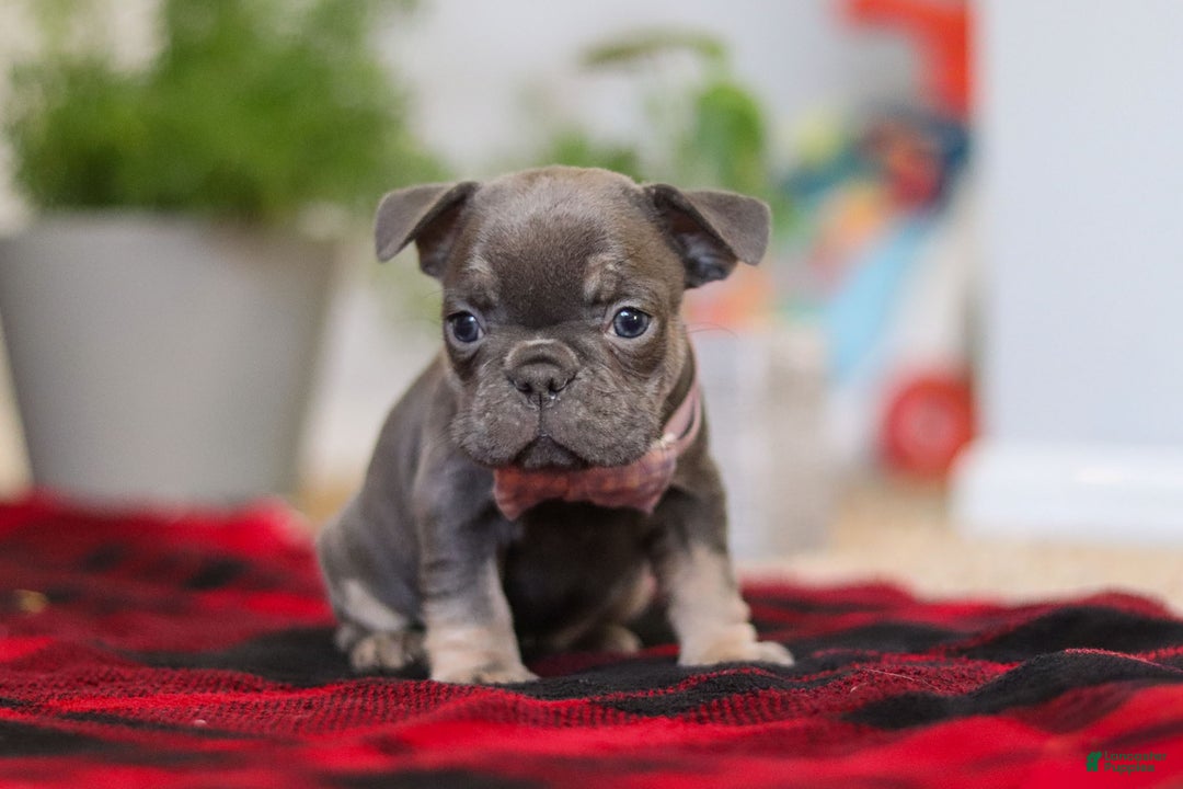 Frenchton dogs for sale: Lilac - Ad 8