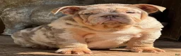 English Bulldog dogs for sale: Peach - Ad 10