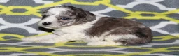 Miniature Poodle dogs for sale: Reserved Harlee’s black merle parti female - Ad 7