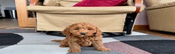 Cockapoo dogs for sale: Cockapoo female 2 - Ad 3