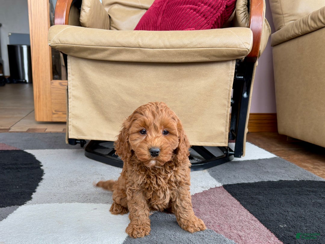 Cockapoo dogs for sale: Cockapoo female 2 - Ad 3