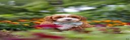 Cavapoo dogs for sale: Lane - Ad 9