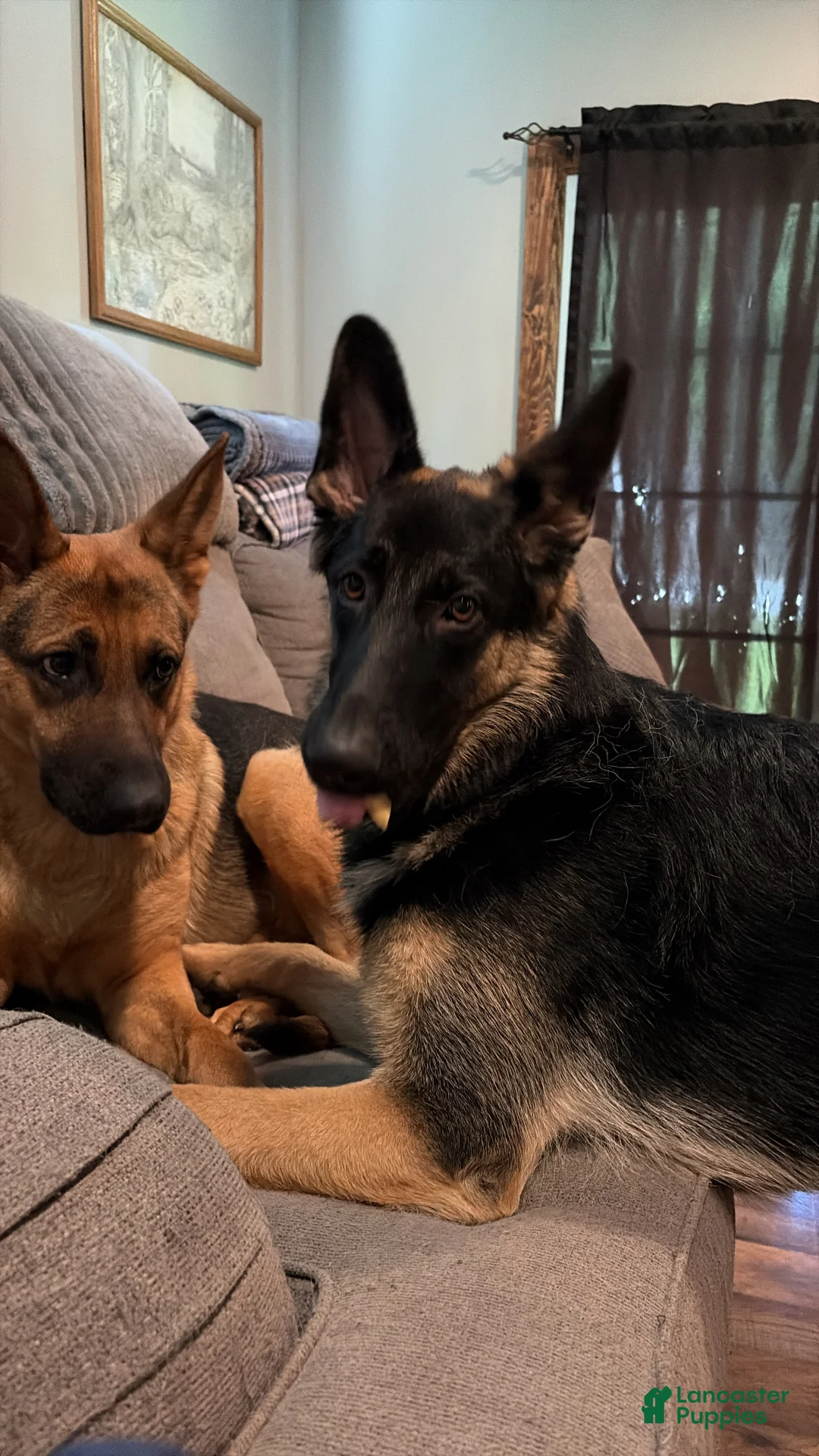 German Shepherd dogs for sale: Kayda - Ad 2