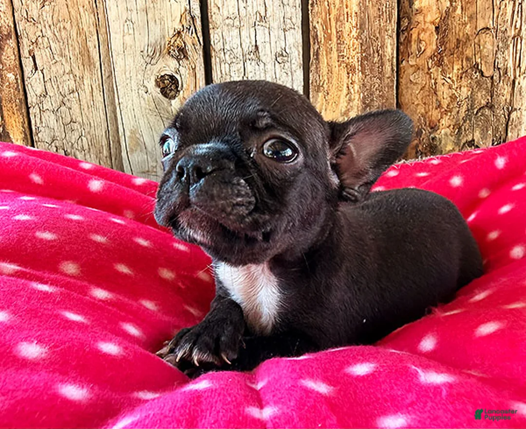 Frenchton dogs for sale: Cranberry  - Ad 3
