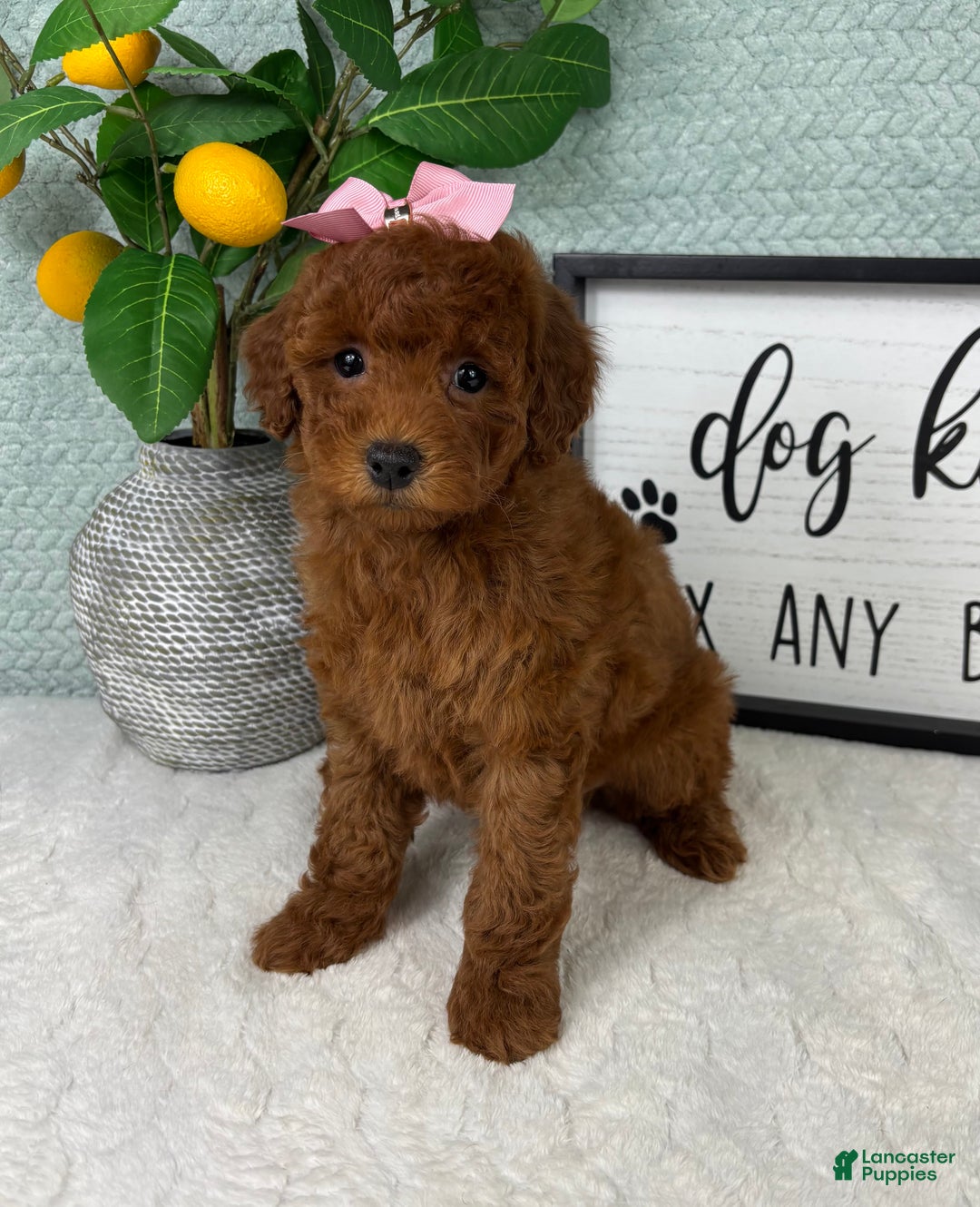 Mini Goldendoodle dogs for sale: Grace - Ad 5