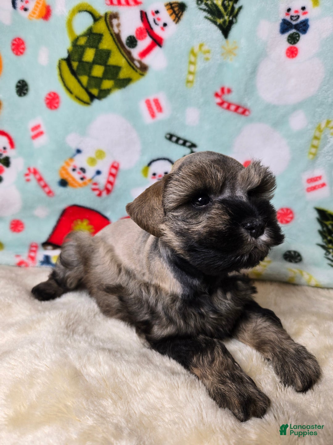 Miniature Schnauzer dogs for sale: Mike Wazowski - Ad 3