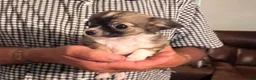 Chihuahua dogs for sale: Mandy - Ad 1