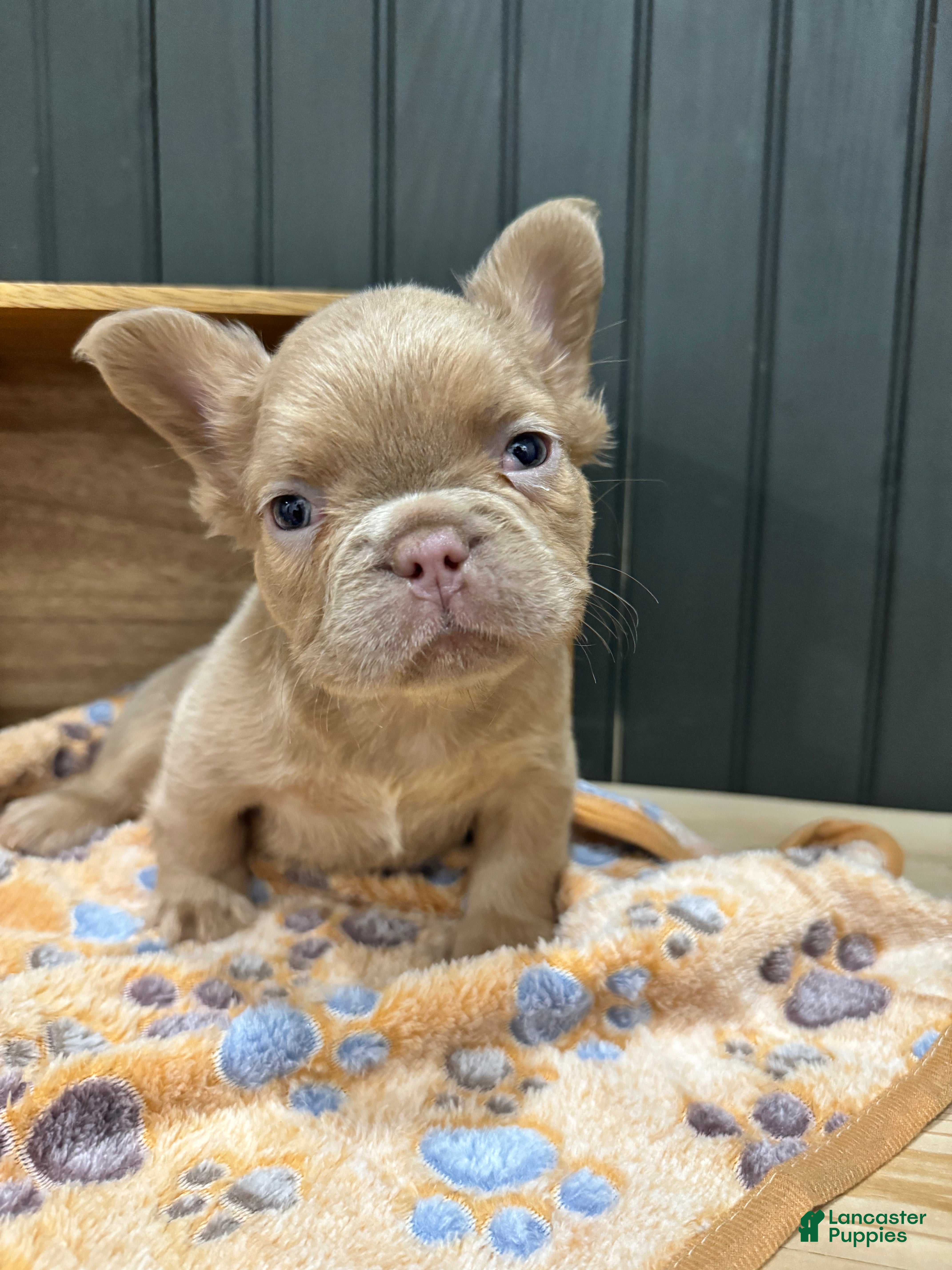 French Bulldog dogs for sale: Butterscotch - Ad 40