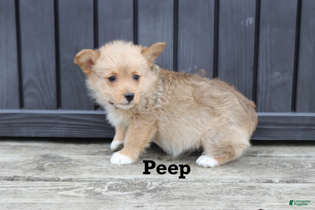 Corgipoo dogs for sale: Peep - Ad 5